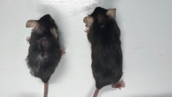 Longevity study shows blocking a protein called IL-11 made old mice healthier and increased their lifespans by as much as 25%.