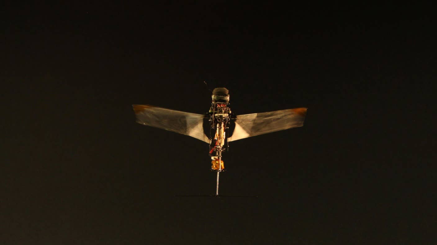 Rhinocerus beetles inspire the wing beats of a tiny new flying robot.