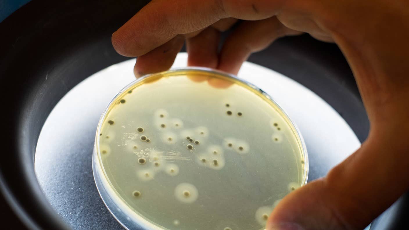 staph bacteria petri dish