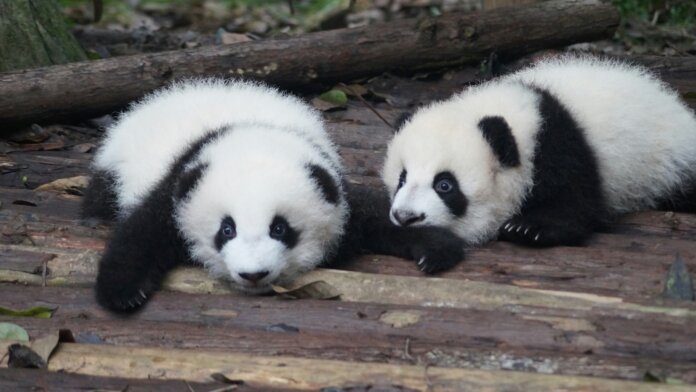 Scientists are making panda stem cells in the lab in an effort to save the much loved species.