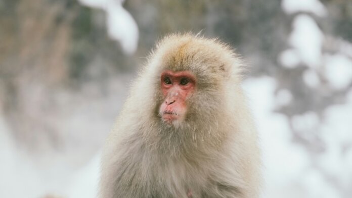 Japanese macaque