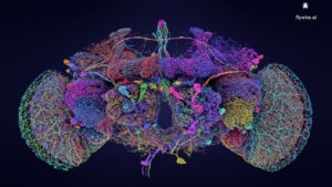 Groundbreaking Brain Map Reveals Fruit Fly Brain in Stunning Detail