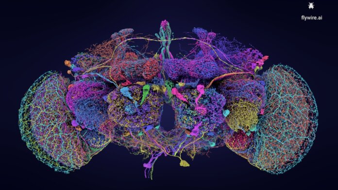 The FlyWire consortium has released the first complete map of the brain of a fruit fly.