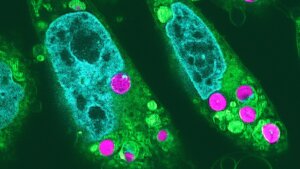 Solar-Powered ‘Planimal’ Cells? Chloroplasts in Hamster Cells Make Food From Light