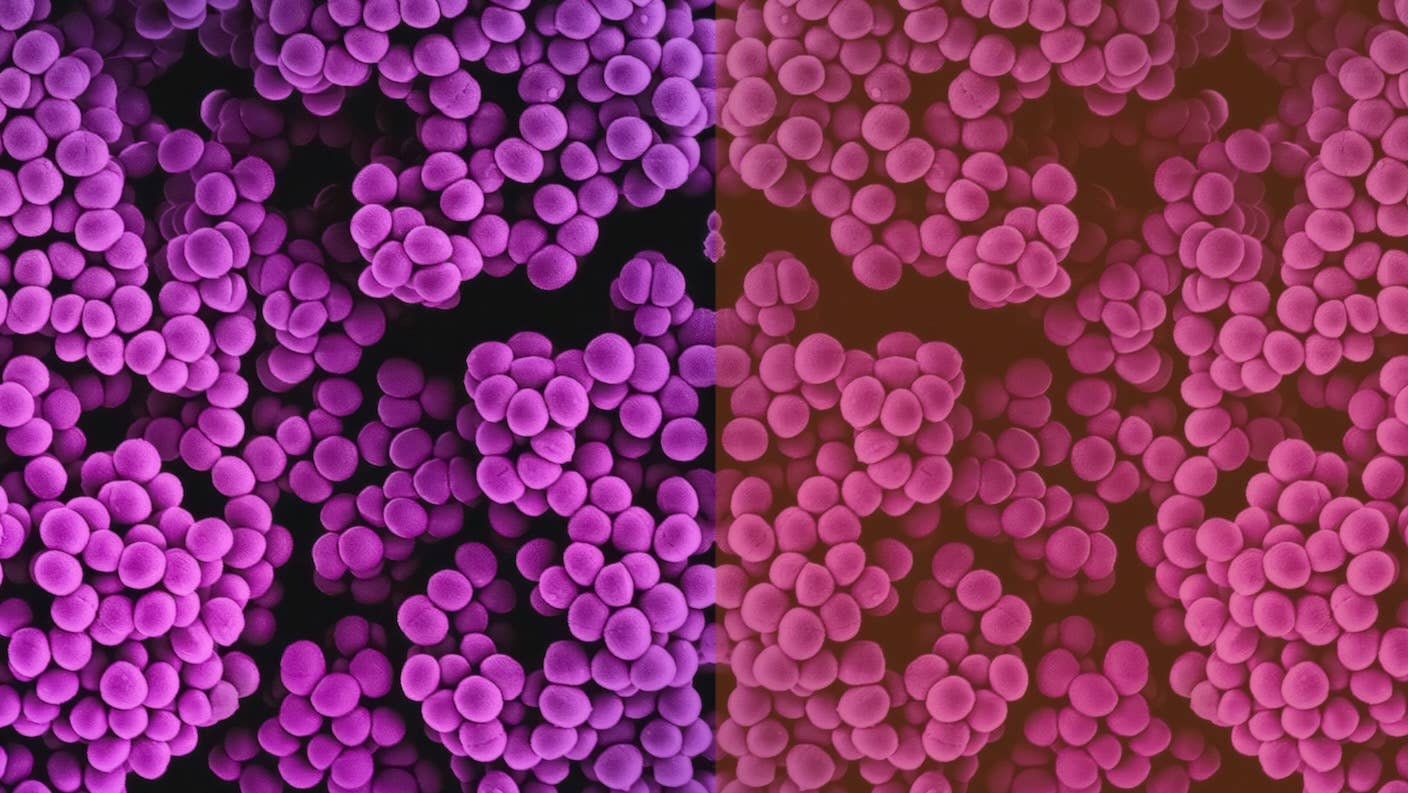 ‘Mirror Bacteria’ Could Wreak Havoc on Life and the Environment, Scientists Warn ‘Mirror Bacteria’ Could Wreak Havoc on Life and the Environment, Scientists Warn