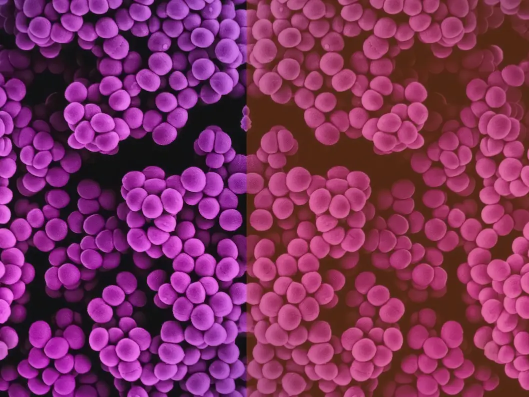 Mirror Bacteria' Could Wreak Havoc on Life and the Environment