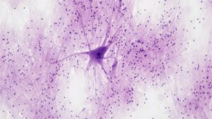 Textbook Depictions of Neurons May Be Wrong, According to Controversial Study