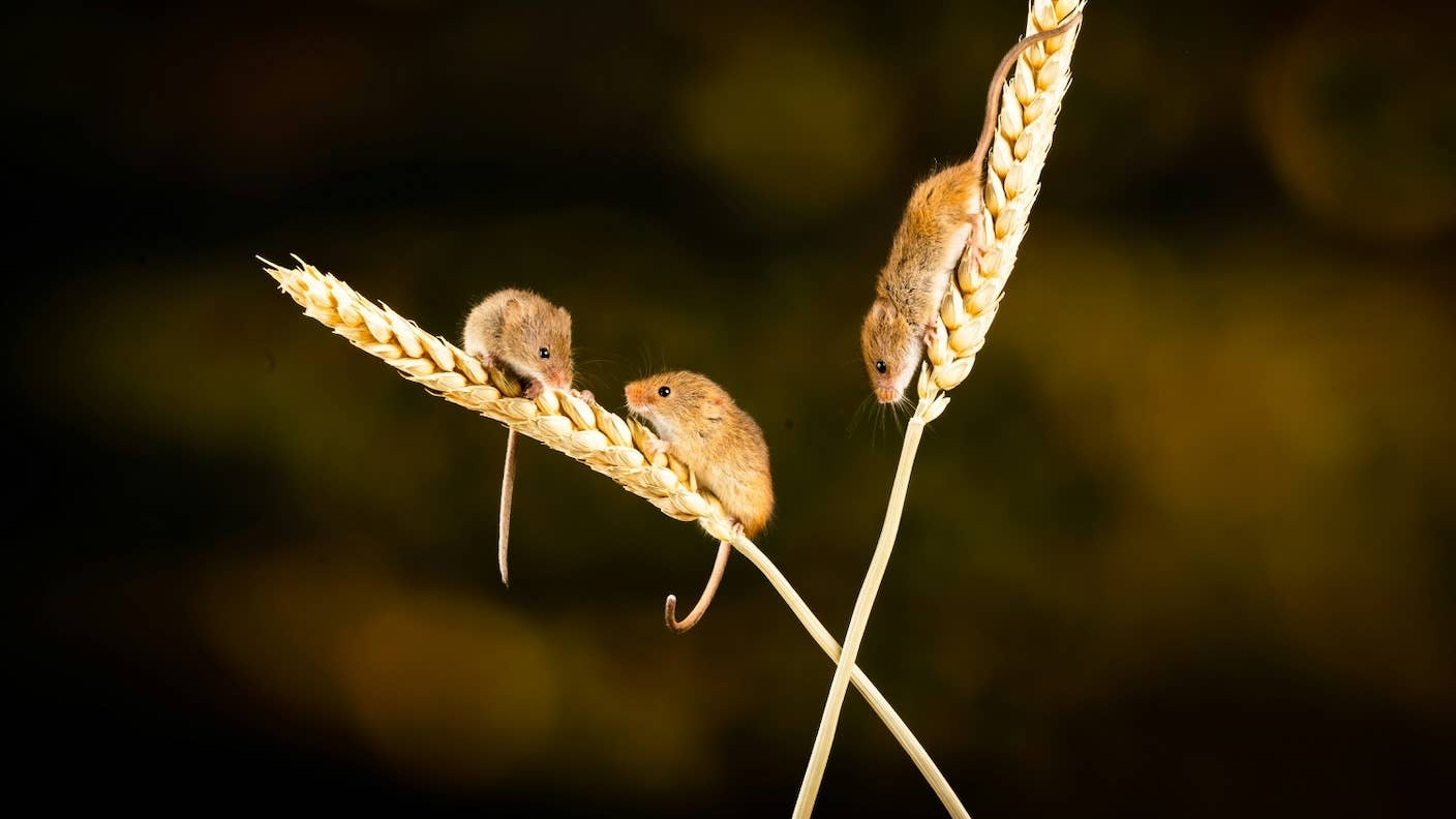 Belgian Blues Will Blow Your Mind, These Cows Are Totally Ripped