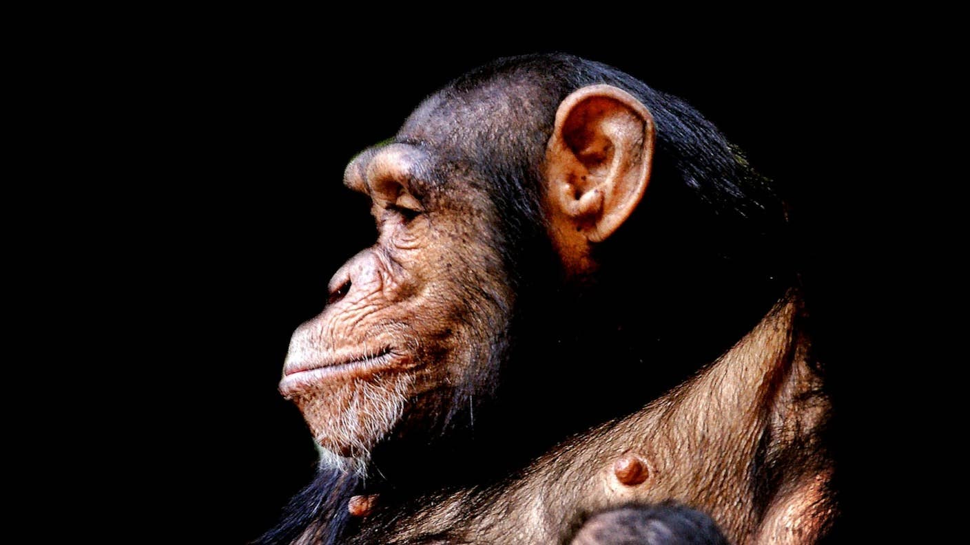 What Makes the Human Brain Unique? Scientists Compared It With Monkeys and Apes to Find Out A profile photo of a chimpanzee