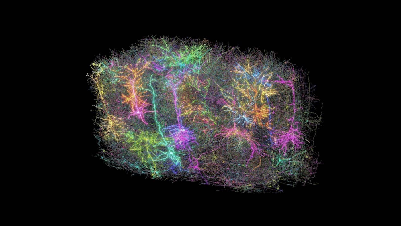 Largest Brain Map Ever Reveals Hidden Algorithms of the Mammalian Brain The largest ever brain map details the intricate connections and architecture in a small piece of mouse brain