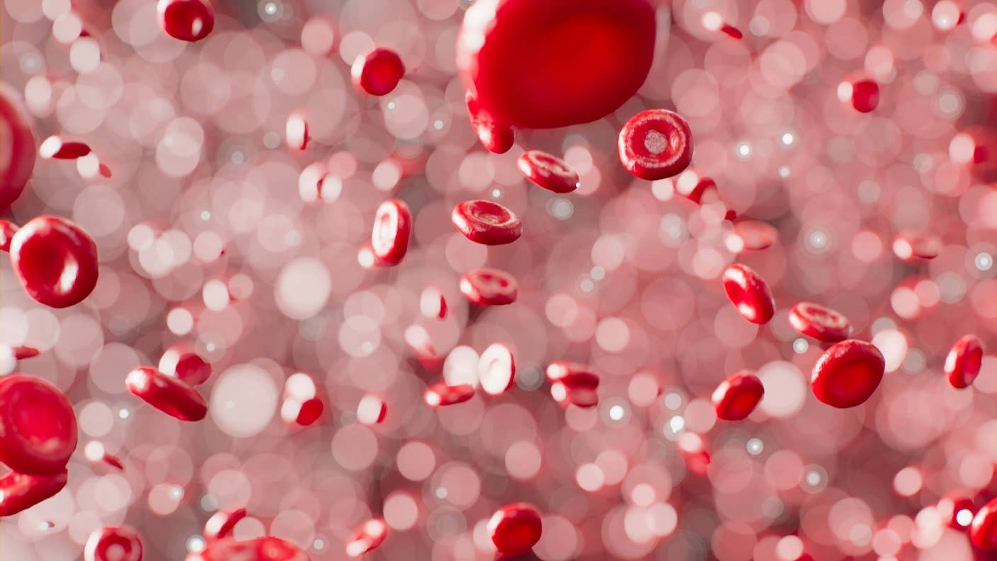 An artist's depiction of red blood cells.