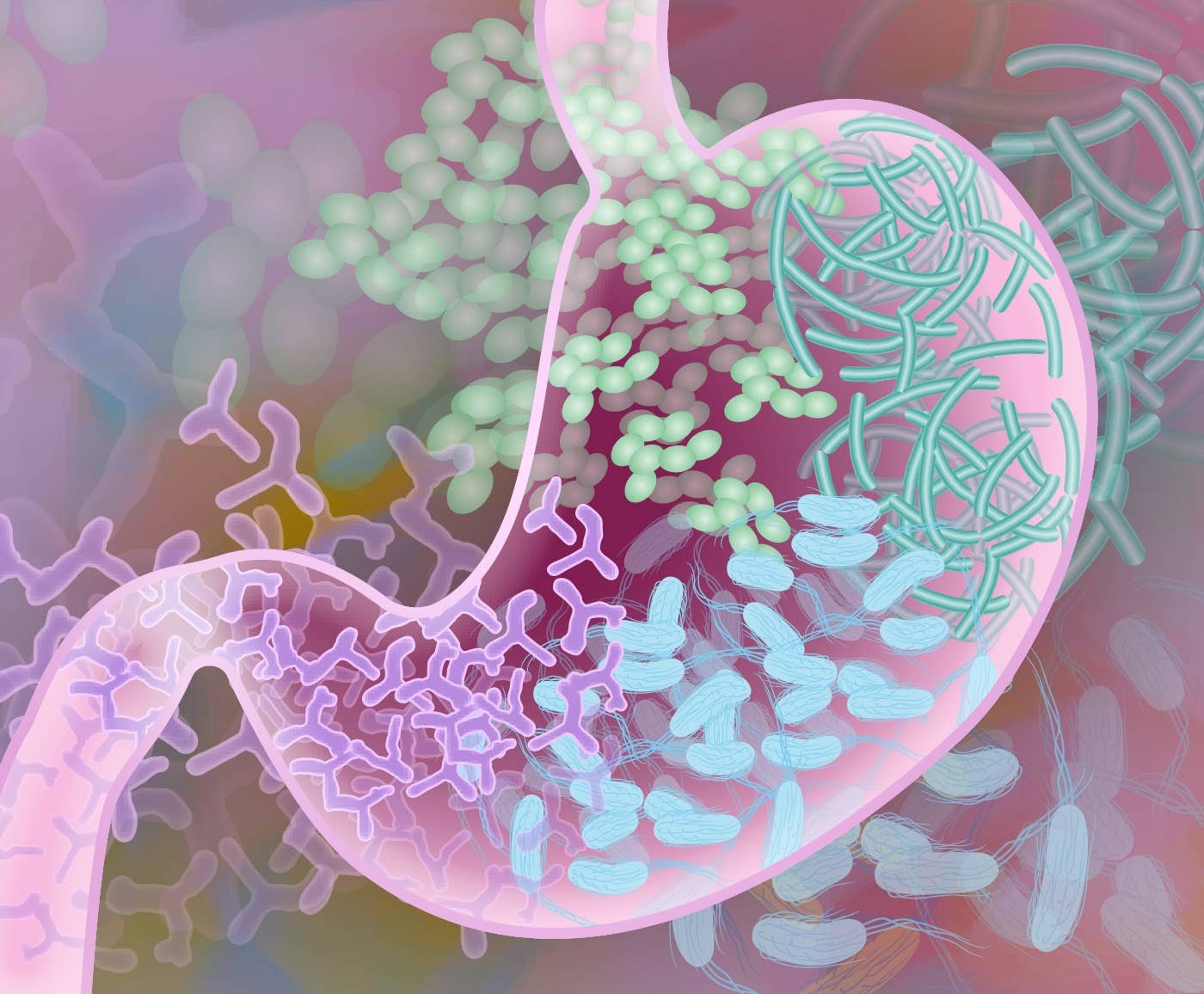 Illustration of bacteria in the gut microbiome
