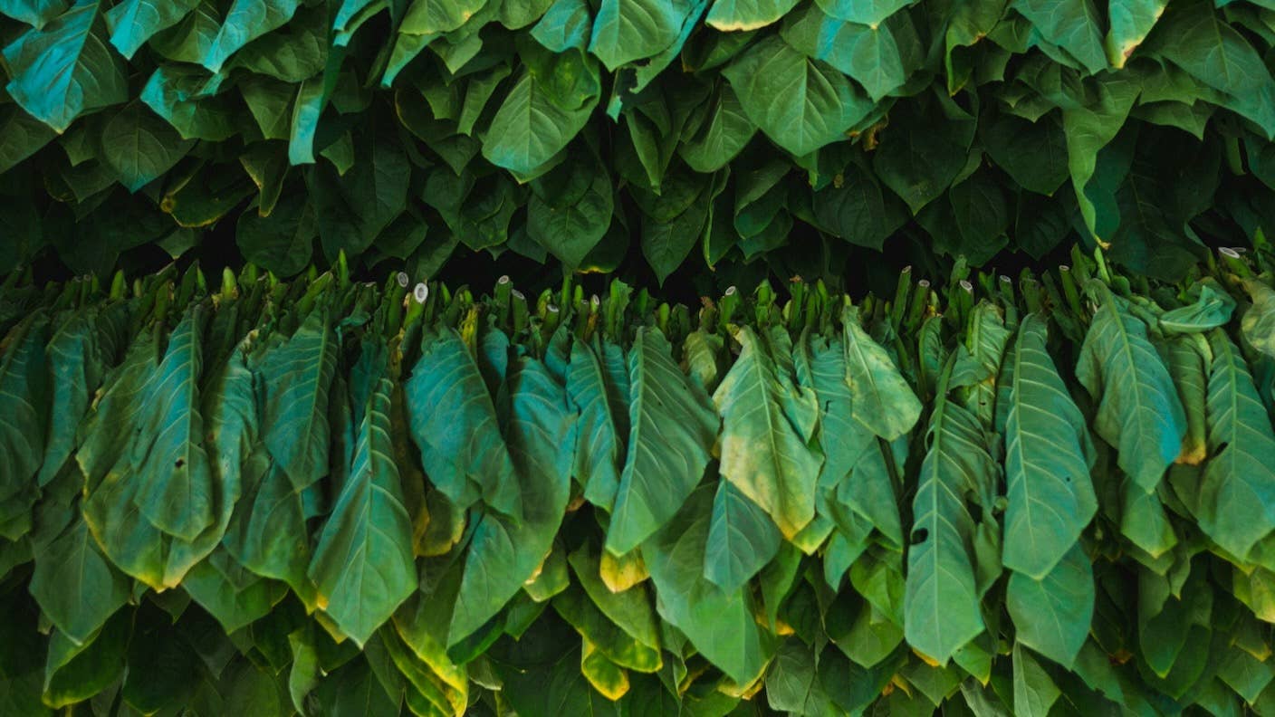 Lines of tobacco leaves hanging to dry
