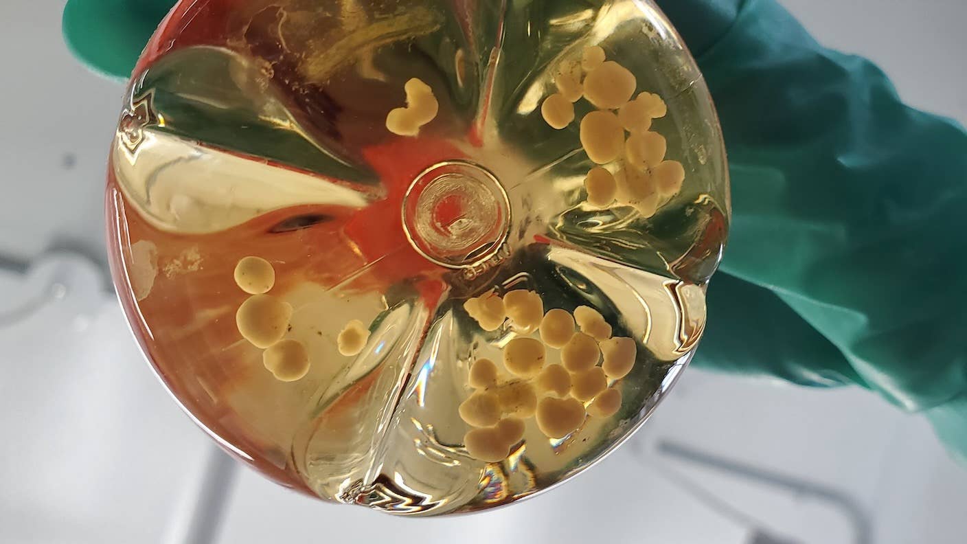 Brain organoids float in a flask of liquid