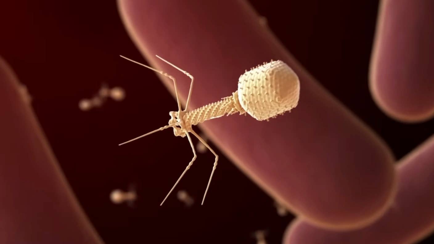 Bacteriophages are viruses that kill bacteria