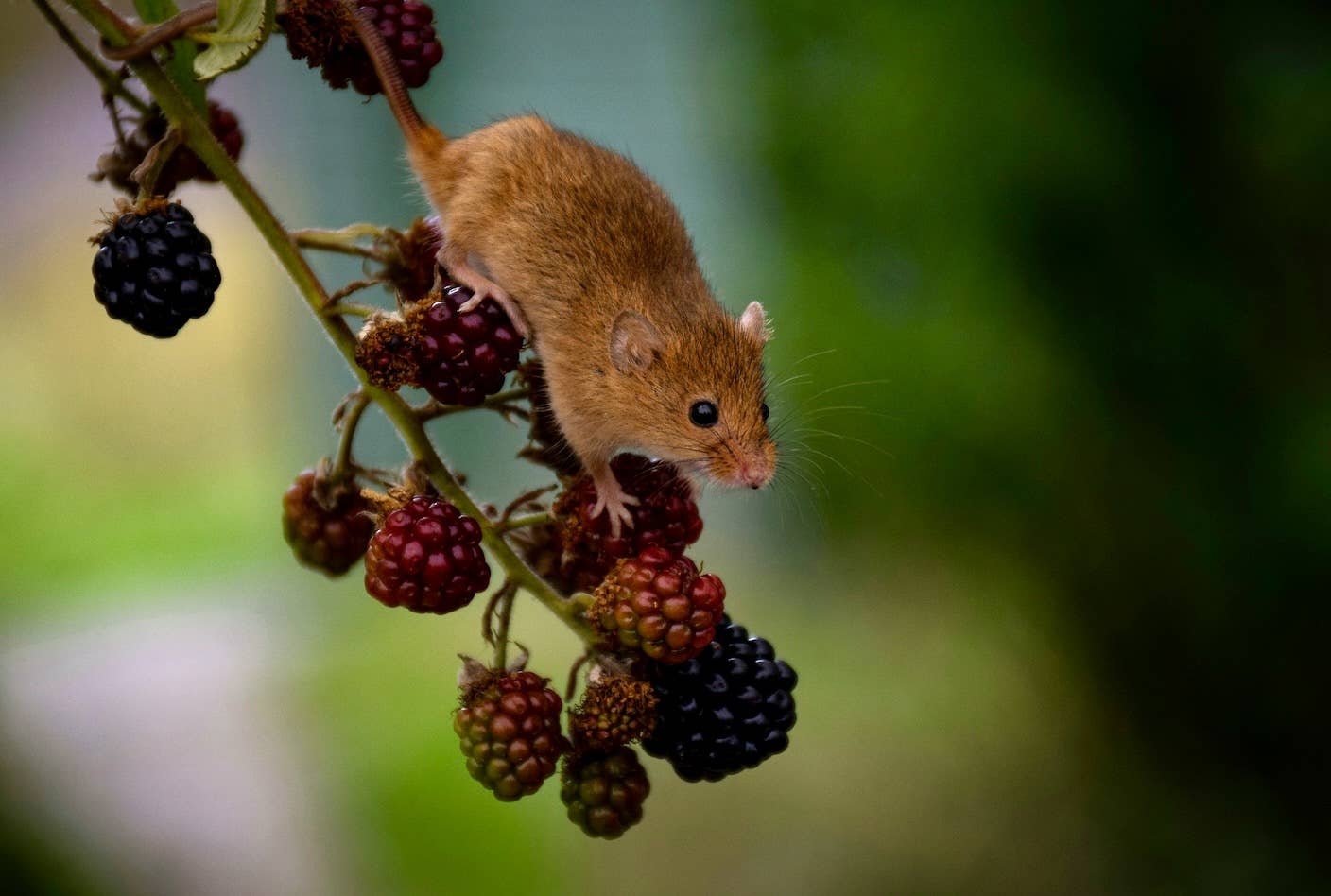 This Shot Gave Elderly Mice’s Skin a Glow Up. It Could Do the Same for Other Organs Too. A mouse climbs on a twig with berries