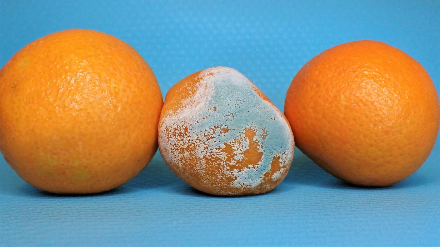 Three oranges in a row on a blue background, the center orange is moldy