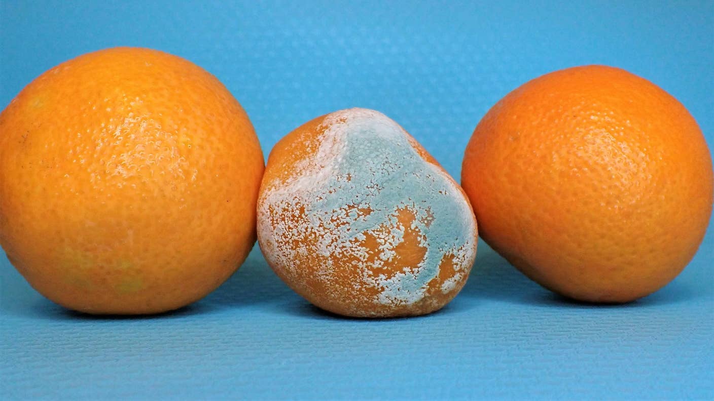 Scientists Unveil a ‘Living Vaccine’ That Kills Bad Bacteria in Food to Make It Last Longer Three oranges in a row on a blue background, the center orange is moldy