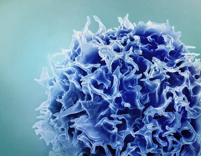 Single Injection Transforms the Immune System Into a Cancer-Killing Machine