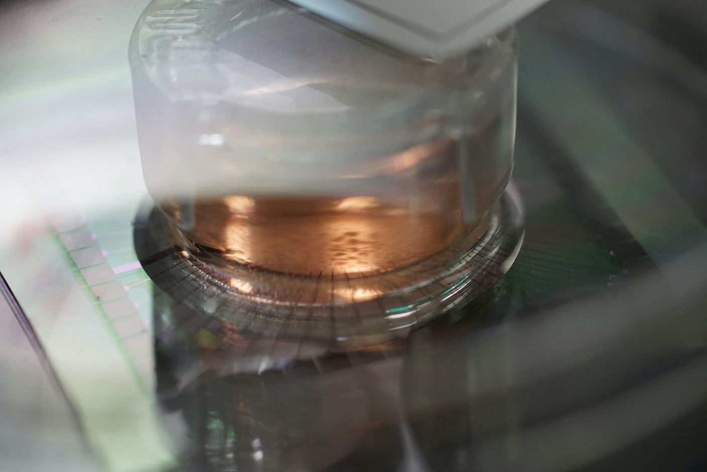 A microelectrode array covered in neurons