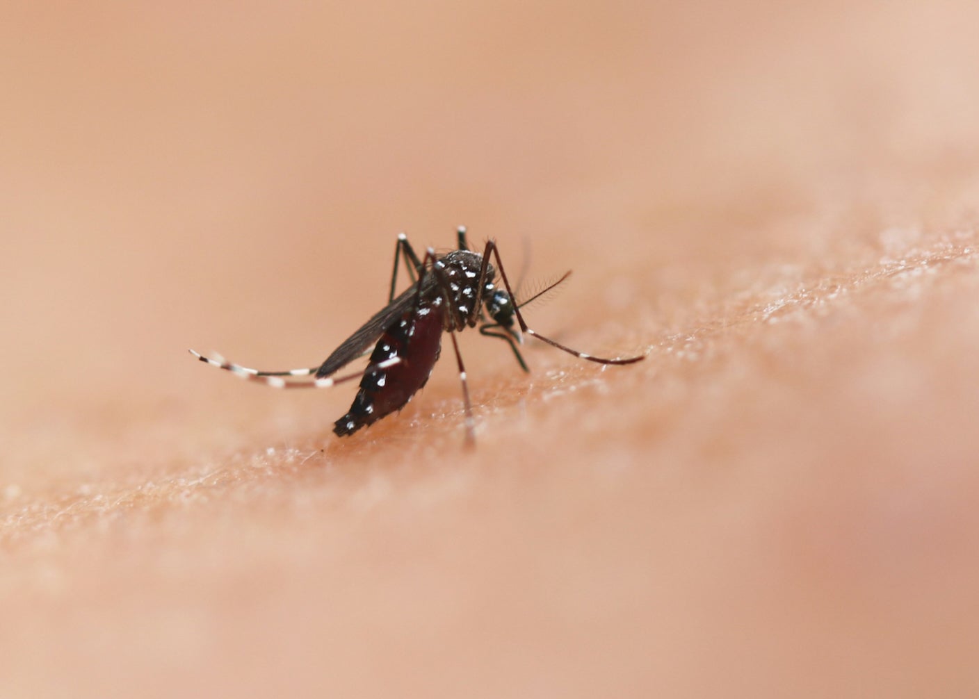 New Gene Drive Stops the Spread of Malaria—Without Killing Any Mosquitoes