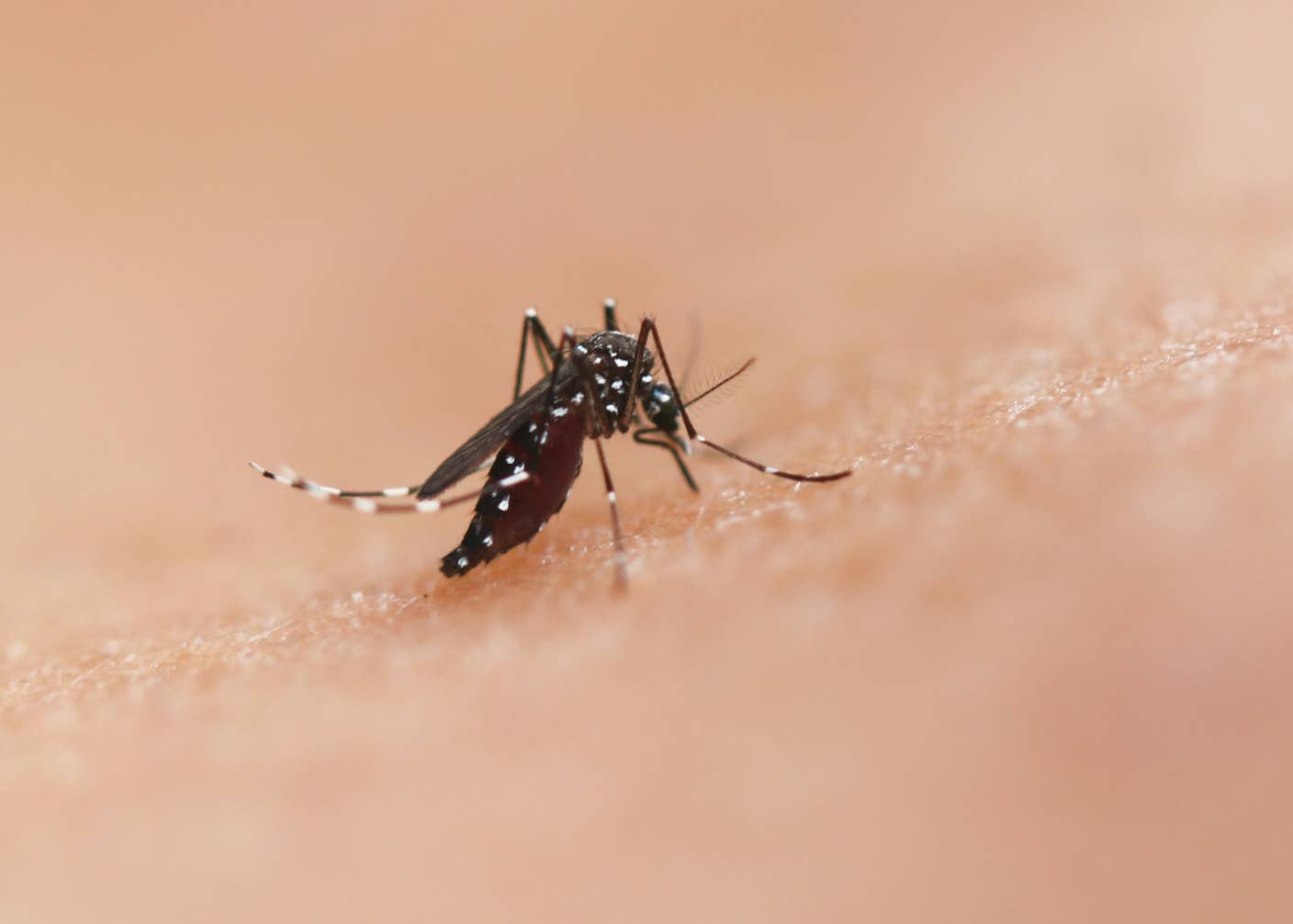 New Gene Drive Stops the Spread of Malaria—Without Killing Any Mosquitoes