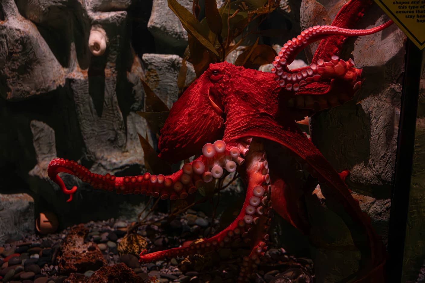 Sci-Fi Cloaking Technology Takes a Step Closer to Reality With Synthetic Skin Like an Octopus An octopus turns its skin a vibrant shade of red.