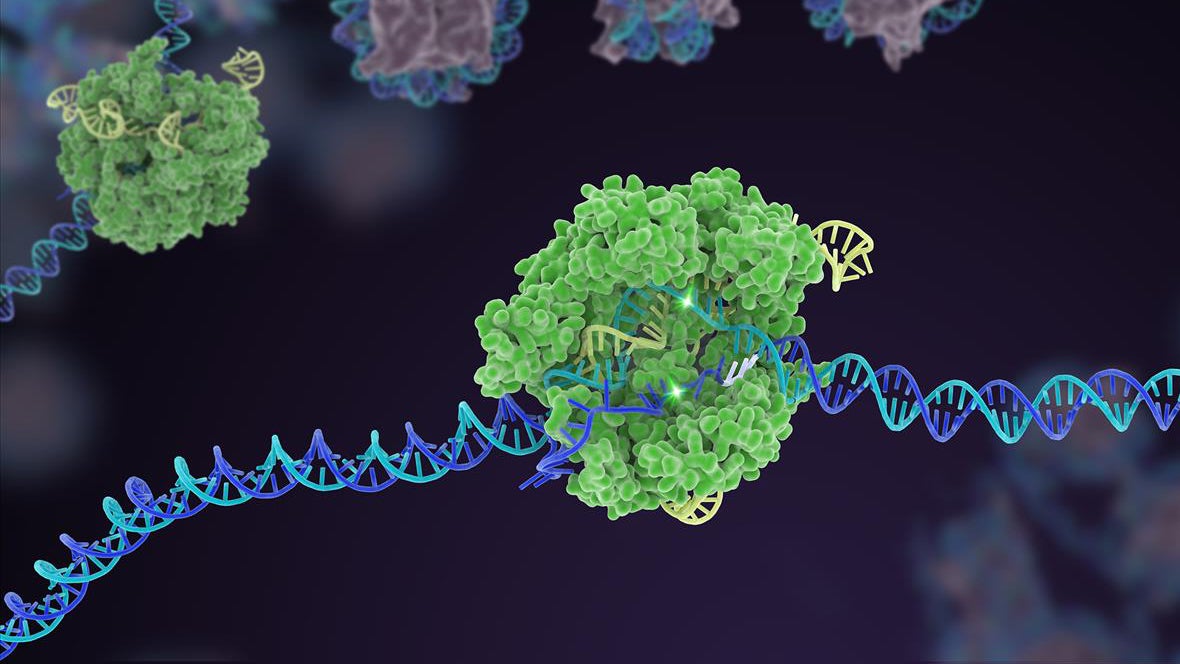 CRISPR-Cas9 gene editor attaches to and breaks a strand of DNA