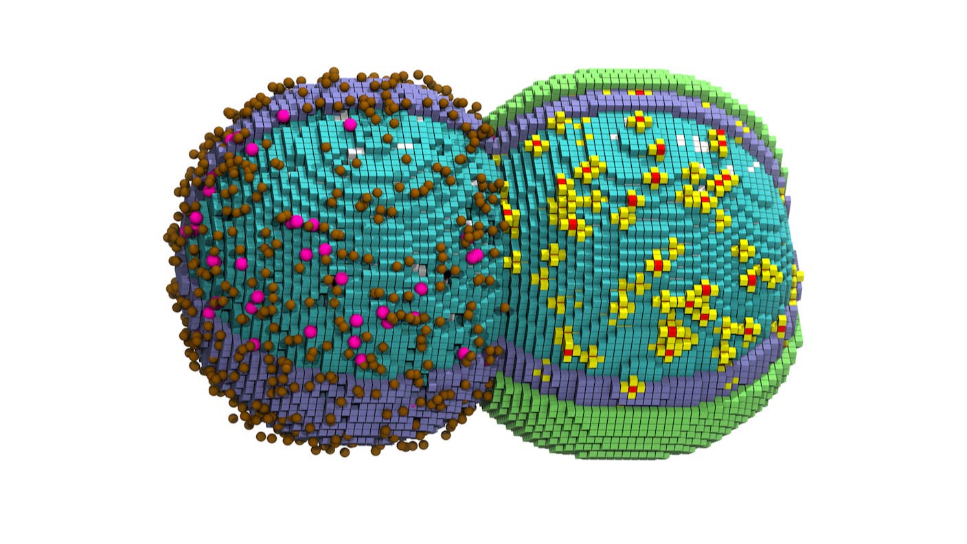 Digital Twin of a Cell Tracks Its Entire Life Cycle Down to the Nanoscale A digital simulation of minimal cell bacteria dividing.
