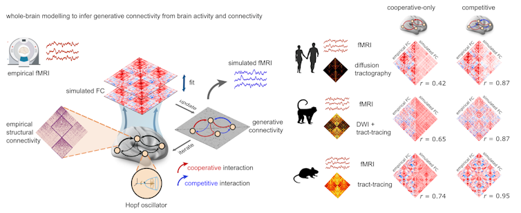 When whole-brain models of humans, macaques and mice are allowed to treat interactions between some brain regions as competitive, they consistently do so.