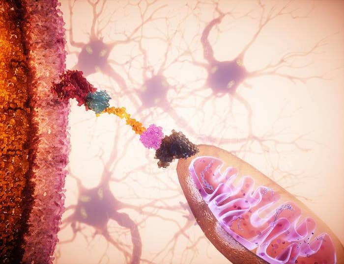 Scientists Revive Failing Cells With Mitochondria Transplants MitoCatch tethers healthy mitochondria to cells in need of an energy reboot