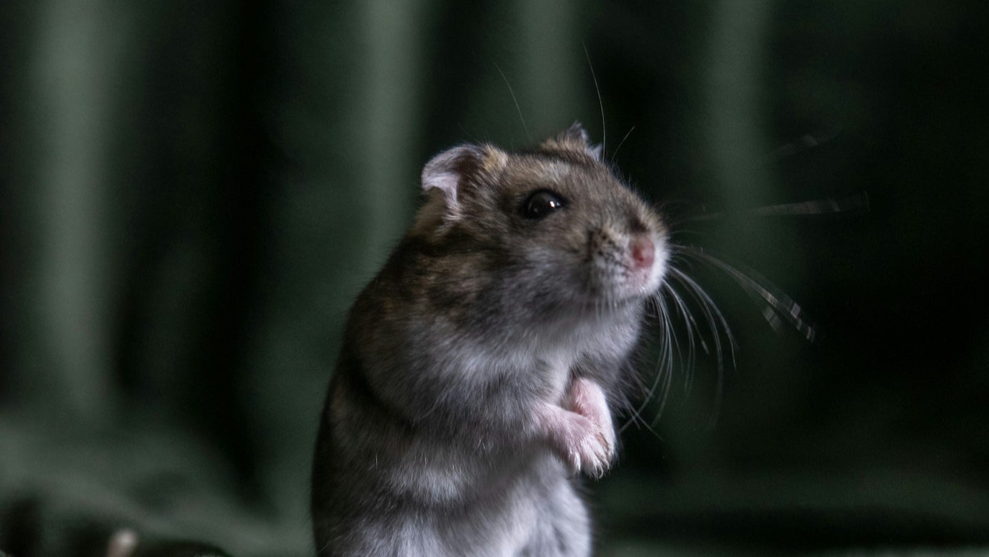 A mouse stands on two legs with forepaws held up