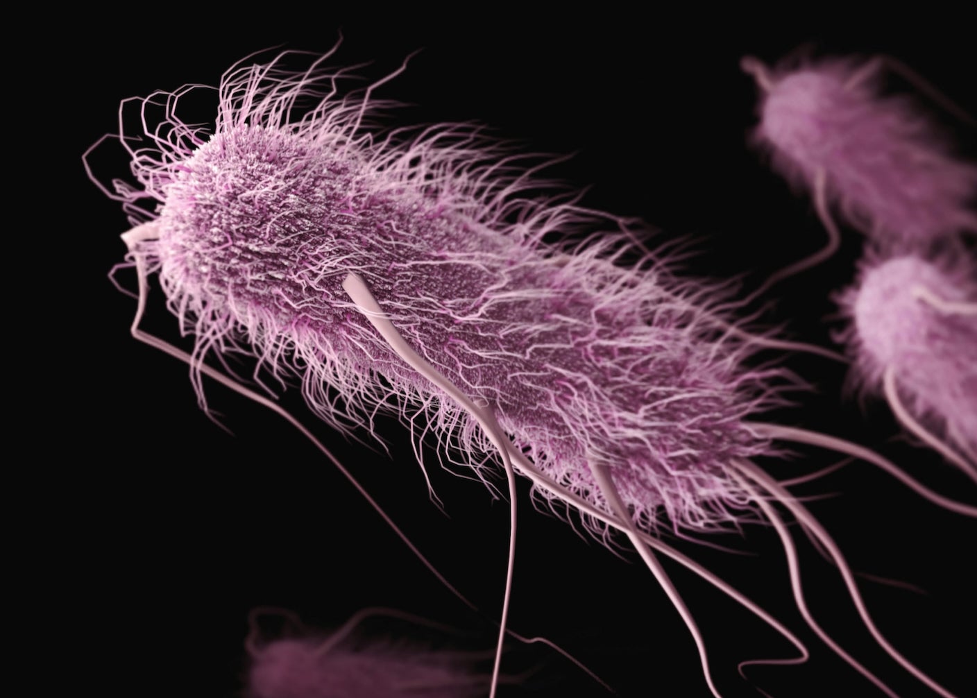 E. Coli bacteria cell