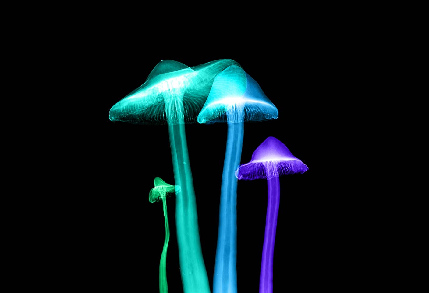 Woman With Alzheimer’s Shows Striking Improvement After Taking Magic Mushrooms Colorful mushroom X-ray