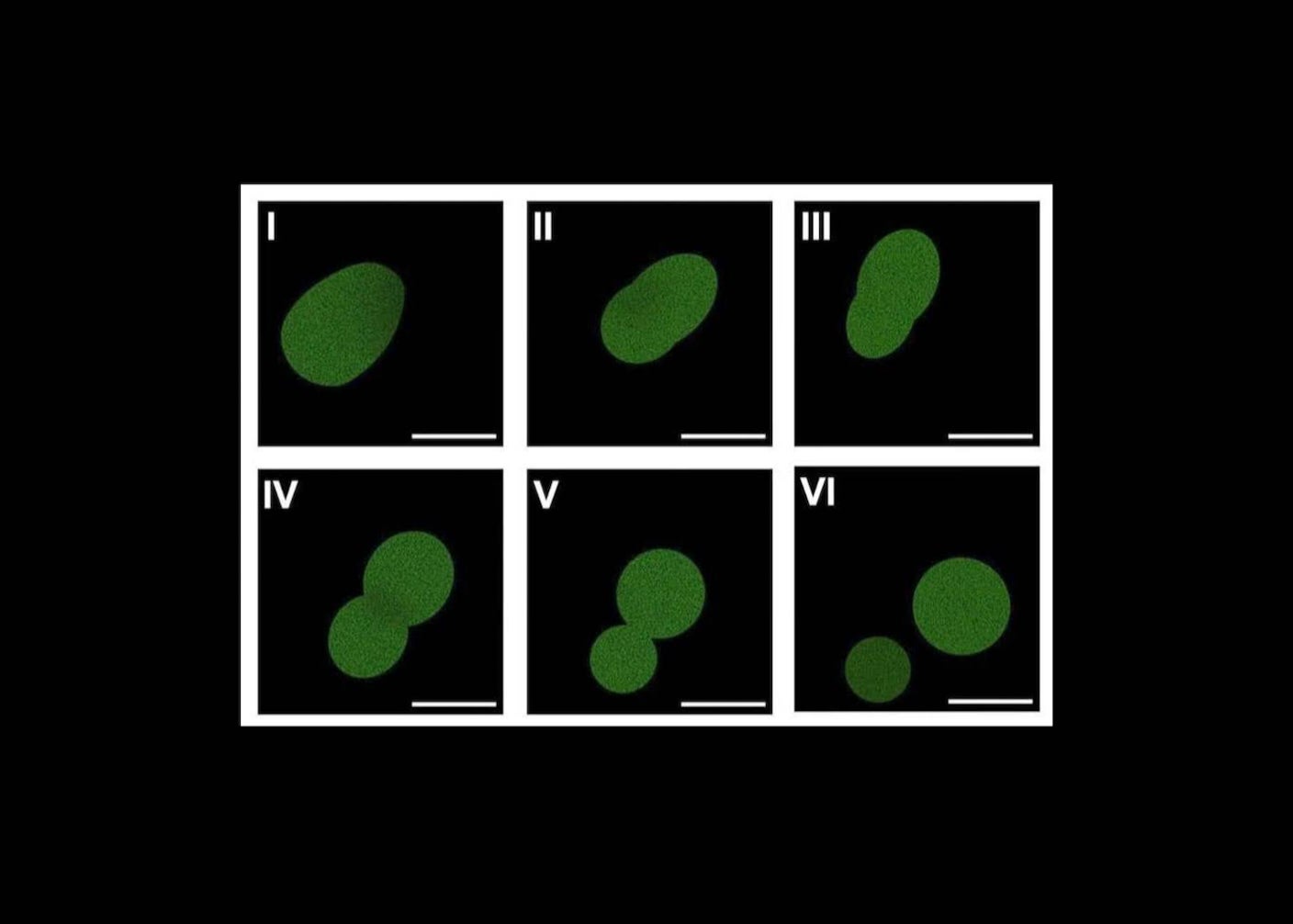 SpudCell, an artificial cell made of nonliving components, undergoes division under the microscope
