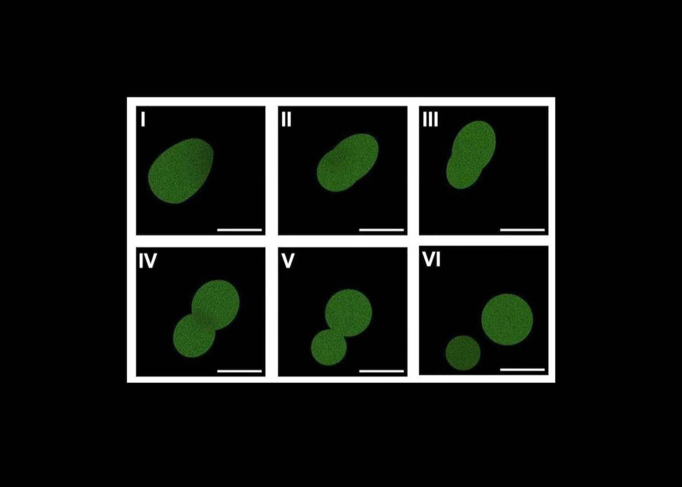This Synthetic Cell Grows, Copies Its DNA, and Produces Offspring—But It Isn’t Alive SpudCell, an artificial cell made of nonliving components, undergoes division under the microscope