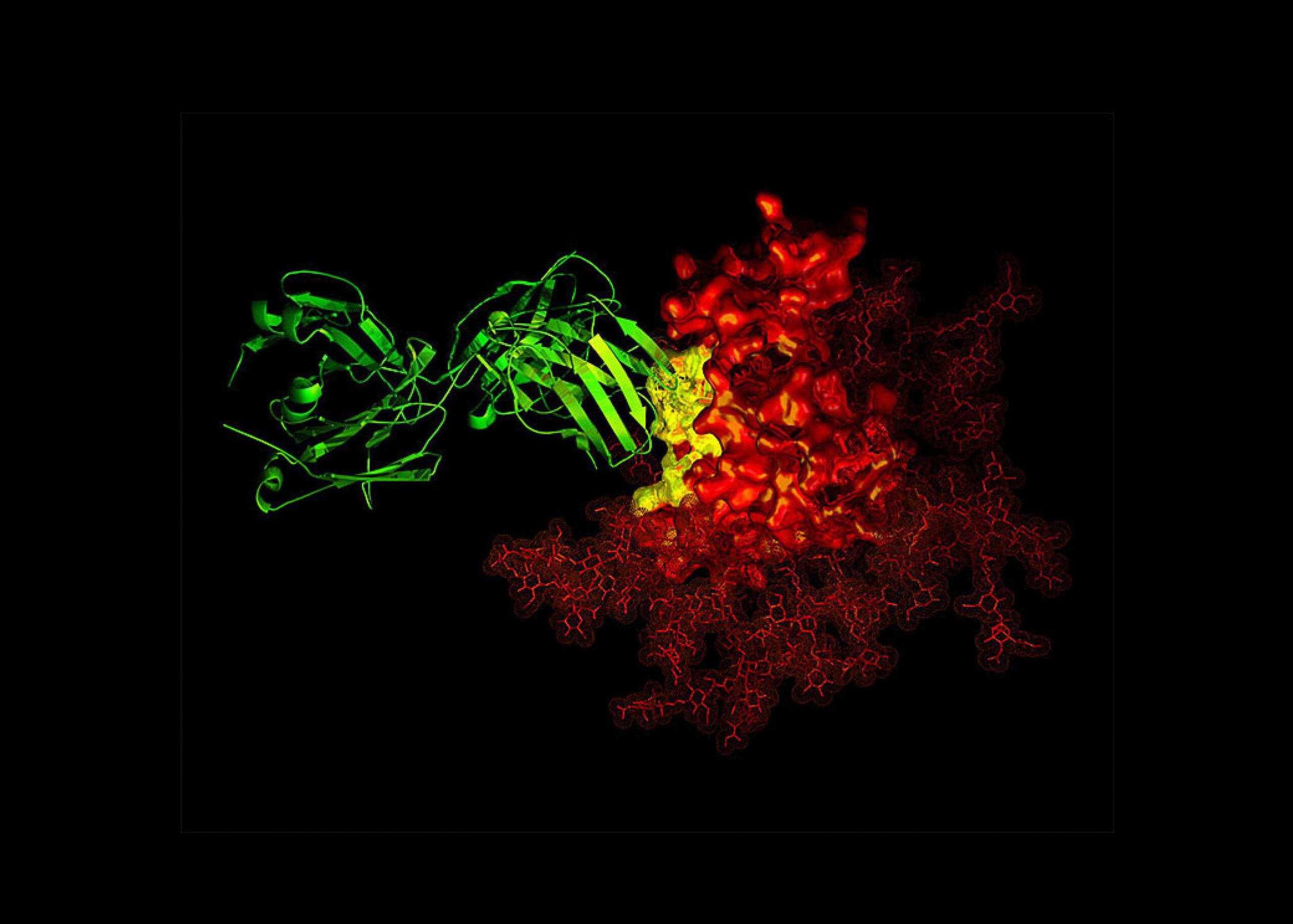 An antibody latching onto HIV