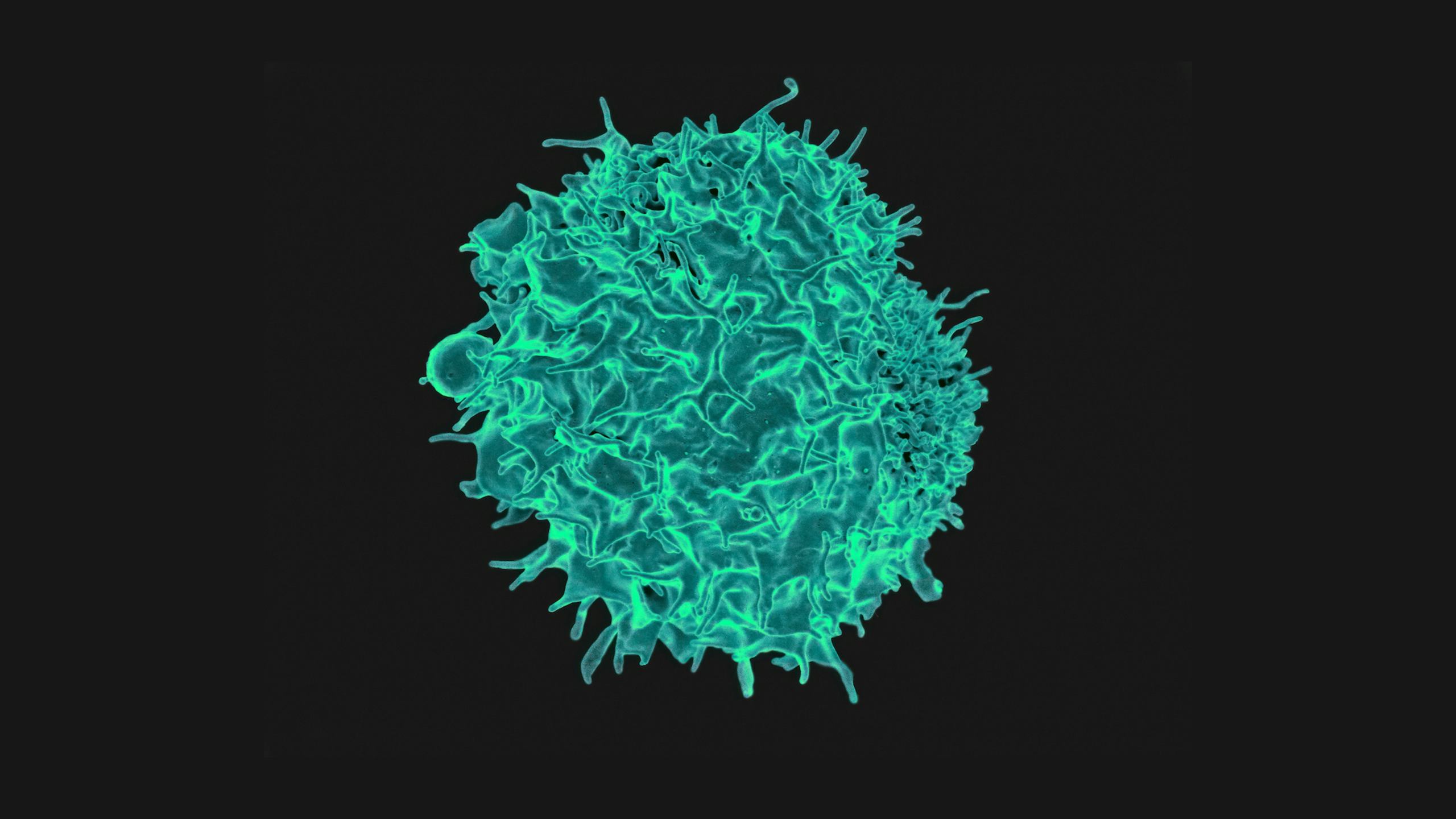 A T lymphocyte under the microscope
