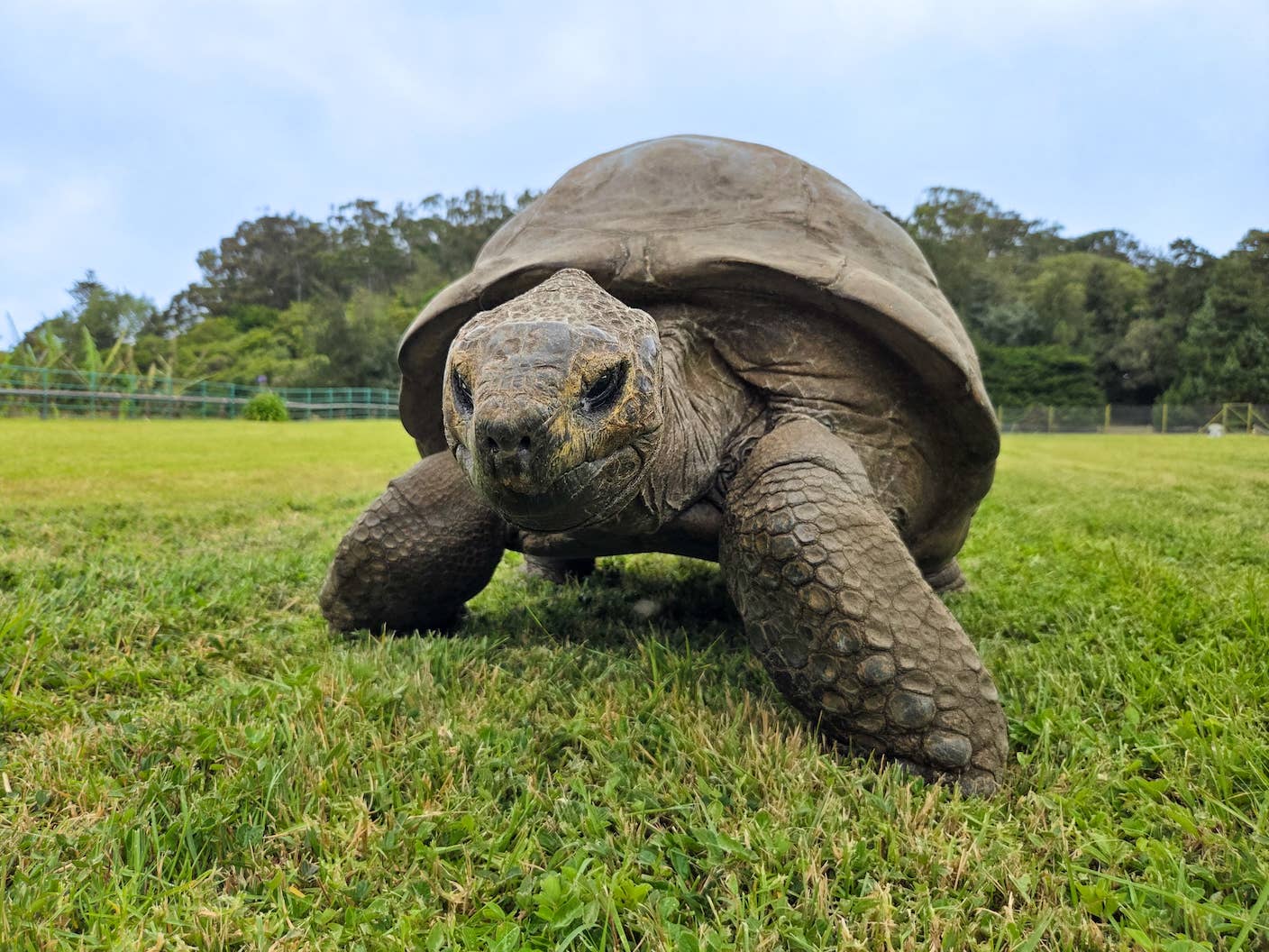 At roughly 194, Jonathan the giant tortoise is the oldest known living land animal