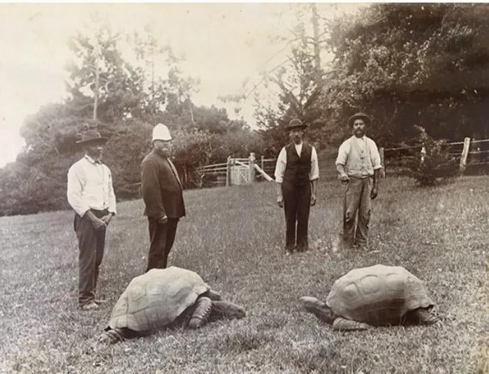 Jonathan the giant tortoise in St. Helena roughly 144 years ago
