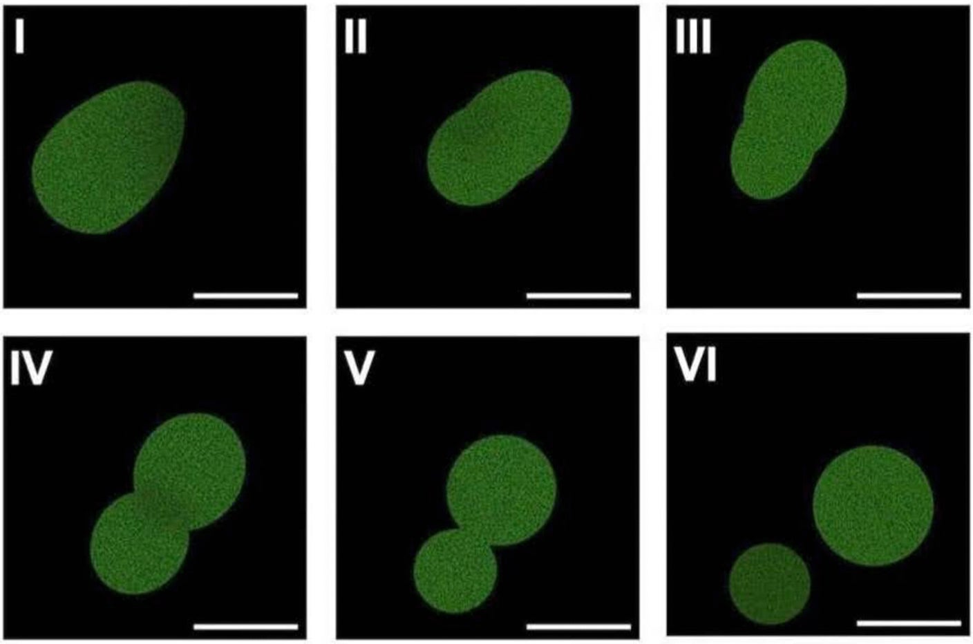 SpudCell, an artificial cell made of nonliving components, undergoes division under the microscope