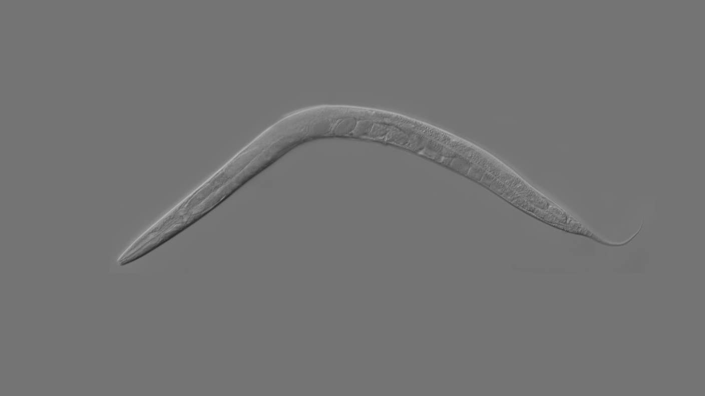 A roundworm known as C. elegans.