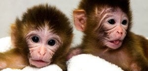 These twin monkeys, Mito and Tracker, are the result of a mitochondrial DNA swap.