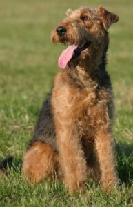 Airedale terriers have variant KRT71 and RSPO2 genes.