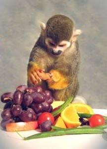 Thanks to gene therapy, this monkey can distinguish shades of red and green.