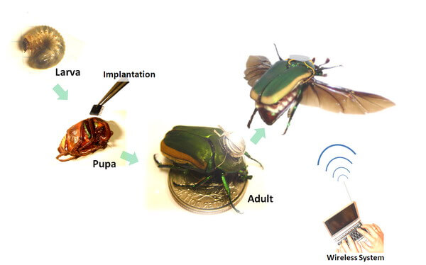 How Do Beetles Fly? A Look at Beetle Flight Mechanisms - Owlcation