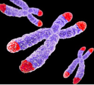 Highlighted here in red, telomeres are dummy sequences of DNA that are repeated at the end of chromosomes that help keep it together and regulate cell division.