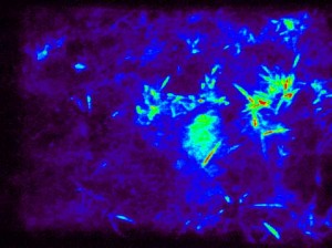 Soil and plants glow around a land mine. Oak Ridge National Labs developed a bacteria that glowed under UV light after exposure to land mines. Recent work at iGEM hopes to improve upon the system.