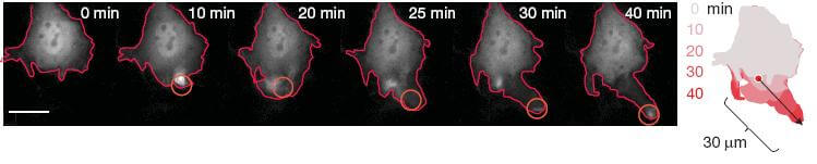 UCSF scientists placed plant proteins in this mouse cell so that it would respond to light by moving and changing shape.
