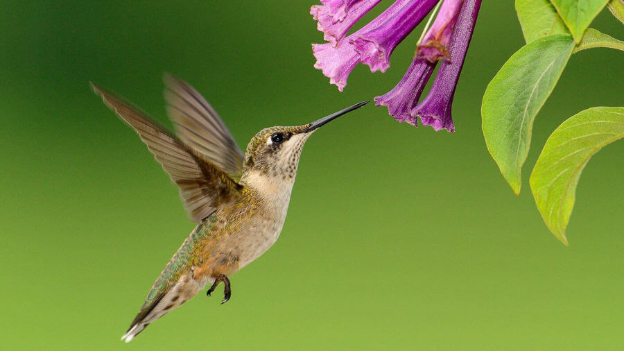 hummingbird-flower
